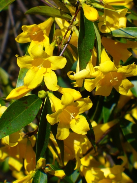 Carolina Yellow Jessamine, Carolina Jasmine, Evening Trumpet Flower, Woodbine,Gelsemium sempervirens, Bignonia sempervirens, G. lucidum, G. nitidum, Jeffersonia sempervirens, Lisianthus sempervirens, copyright � almostedenplants.com
